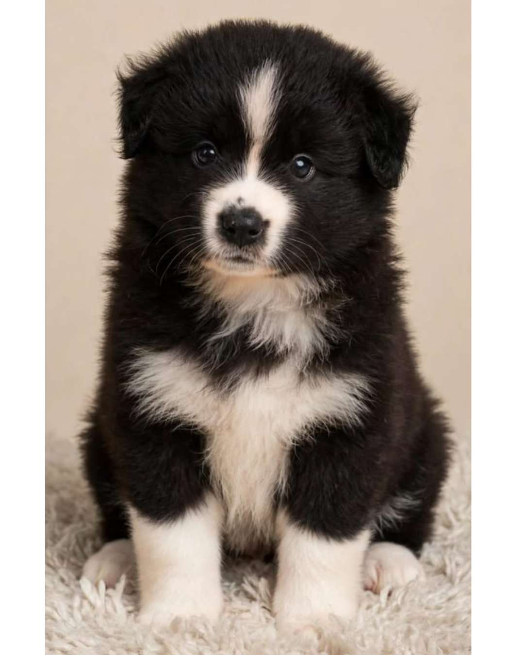 Filhote Border Collie Preto e Branco